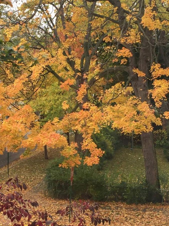Oak Park Beauties - Tree Lined Streets - Walkable Apartment Екстериор снимка